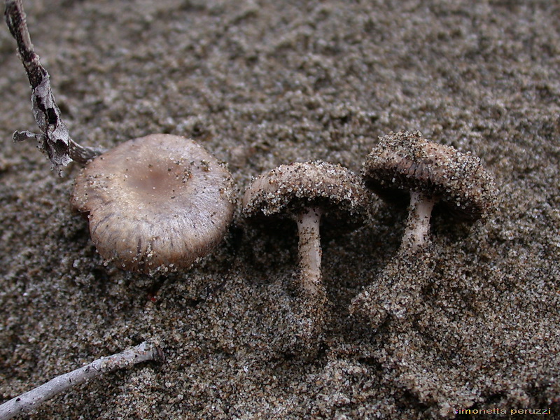 Funghi delle dune e retrodune...